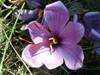 20061103_saffron